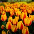 Picture of Apeldoorn's Elite Tulip Bulb