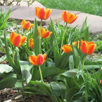 Picture of Apeldoorn's Elite Tulip Bulb