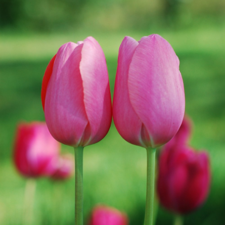 Picture of Pink Impression Tulip Bulb