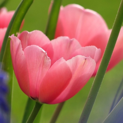 Picture of Pink Impression Tulip Bulb