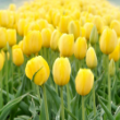 Picture of Yellow Impression Tulip Bulb