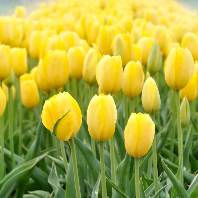 Picture of Yellow Impression Tulip Bulb