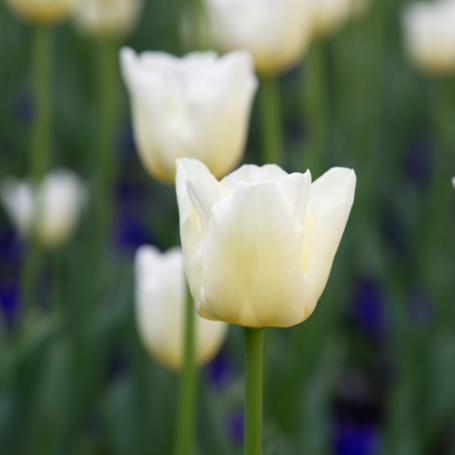 Picture of White Emperor Tulip Bulb