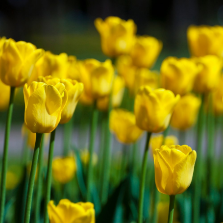 Picture of Yellow Emperor Tulip Bulb