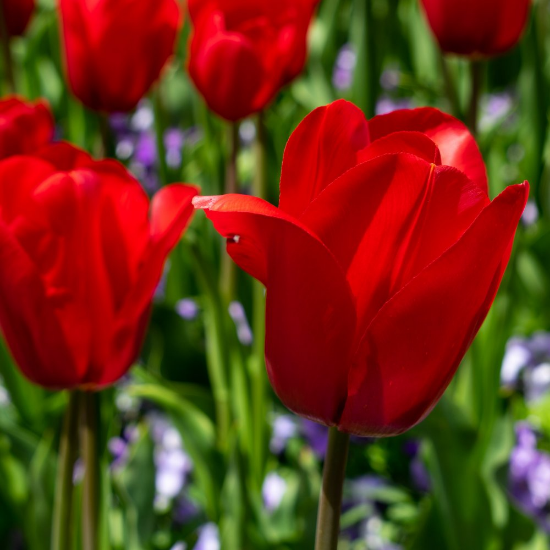 Picture of Red Emperor Tulip Bulb