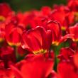 Picture of Red Emperor Tulip Bulb