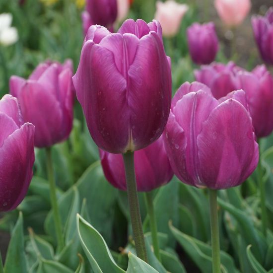 Picture of Purple Prince Tulip Bulb