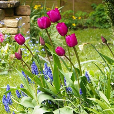 Picture of Purple Prince Tulip Bulb