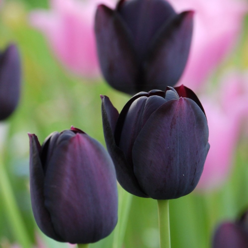 Picture of Queen of Night Tulip Bulb