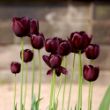 Picture of Queen of Night Tulip Bulb
