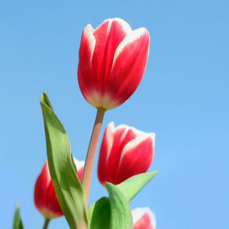 Picture of Markant Tulip Bulb