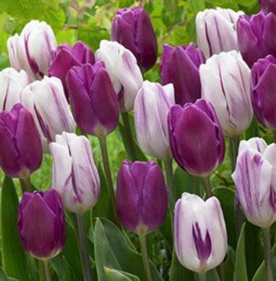 Picture of Purple Blend Tulip Bulb