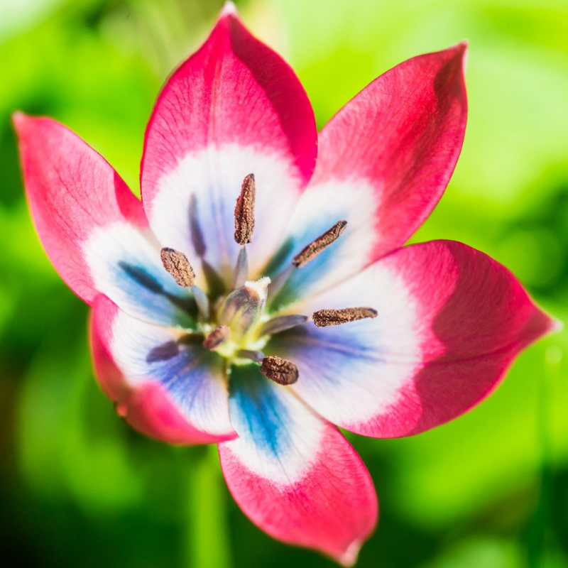 Picture of Little Beauty Tulip Bulb