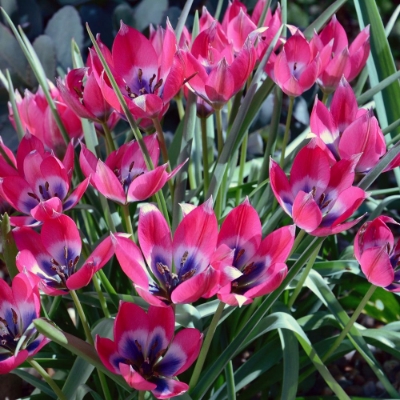 Picture of Little Beauty Tulip Bulb