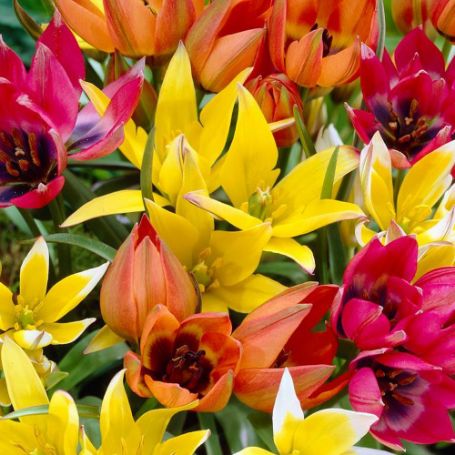 Picture of Wildflower Mix Tulip Bulb
