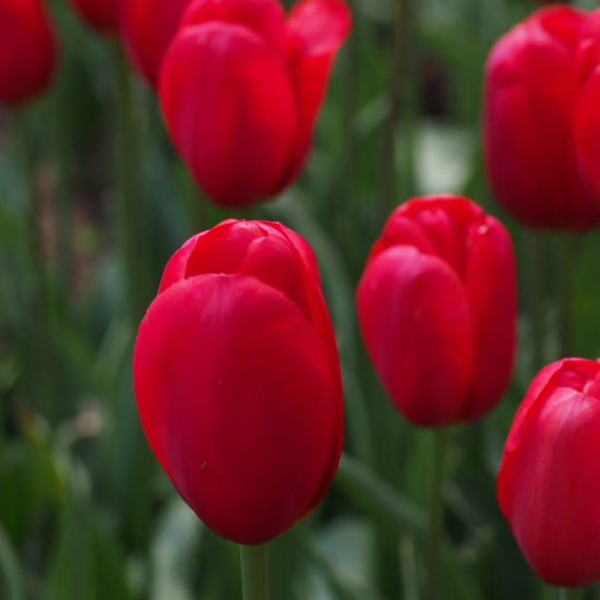 Picture of Parade Tulip Bulb