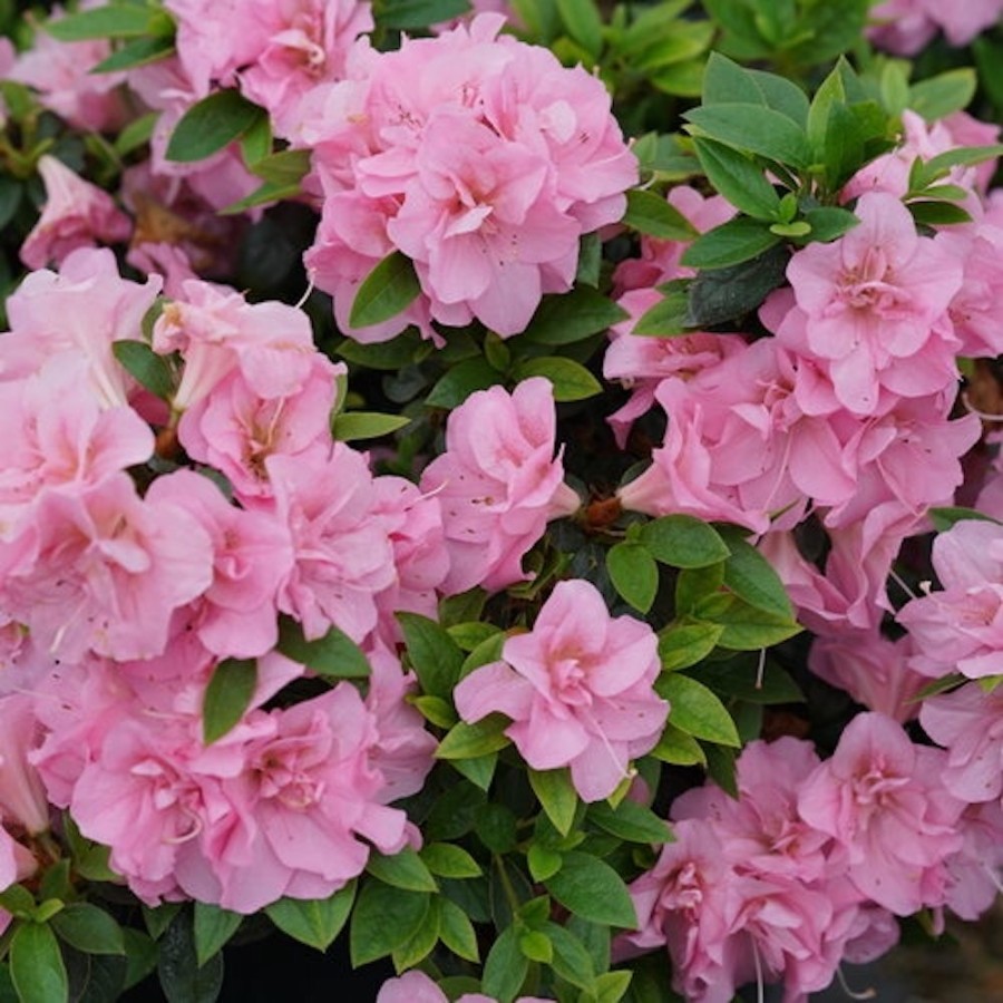 Numerous, light pink blooms cover a Perfecto Mundo Double Pink with green leaves