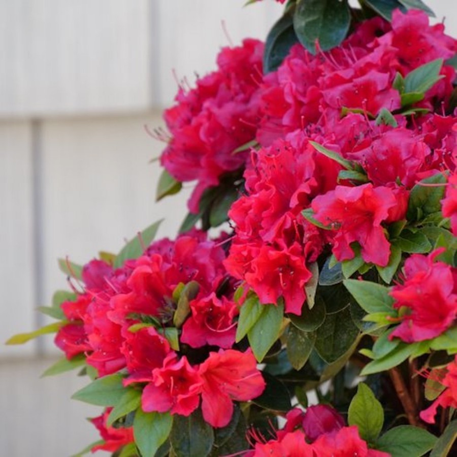 Clusters of bright red flowers blooming on a Perfecto Mundo Red plant