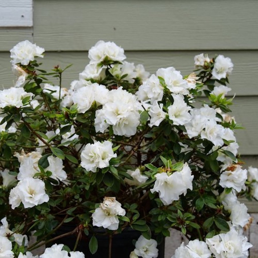 A Perfecto Mundo Double White covered in clusters of white flowers