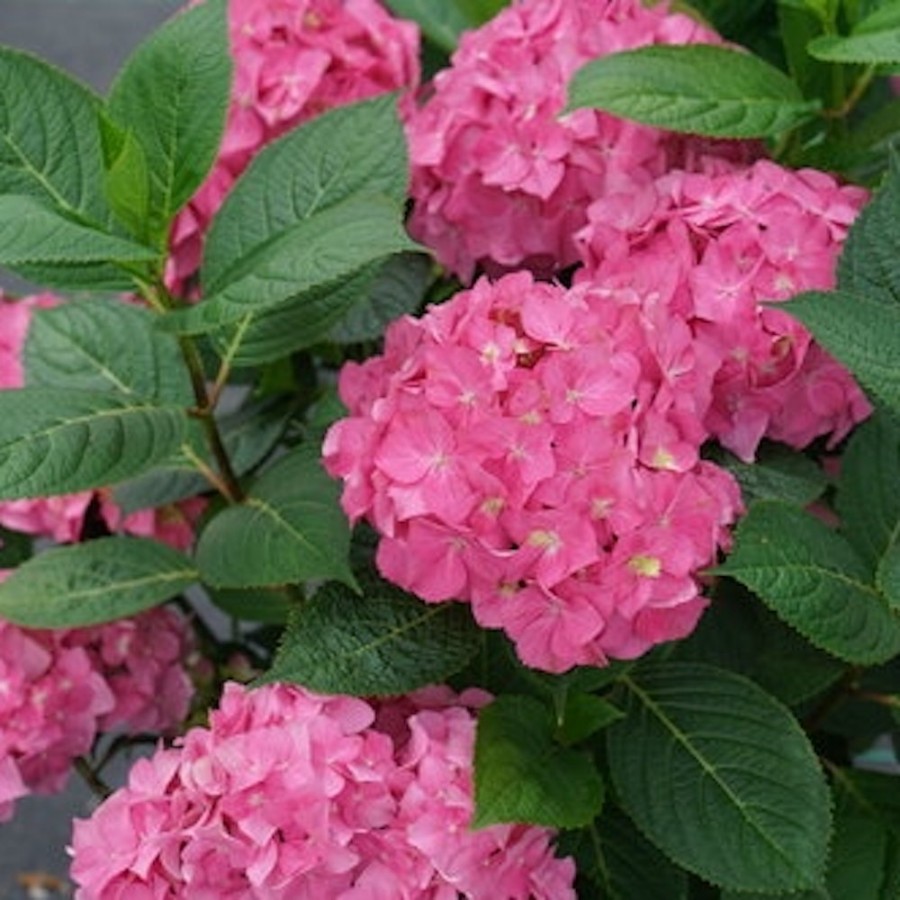 Let's Dance Arriba Hydrangea plant is a compact shrub with large, dense pink flowers