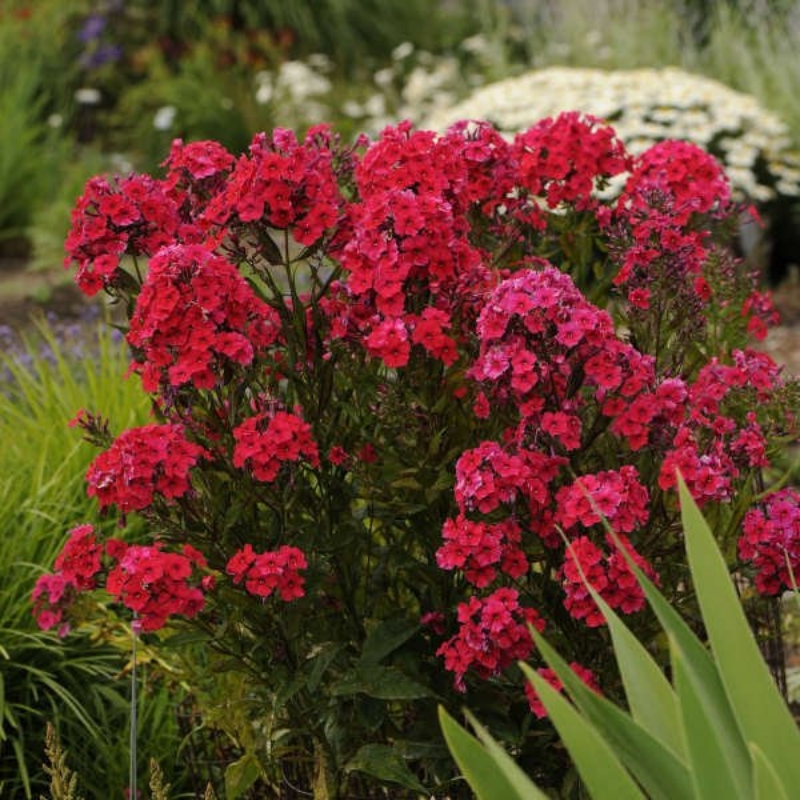 Picture of Red Riding Hood Garden Phlox Plant