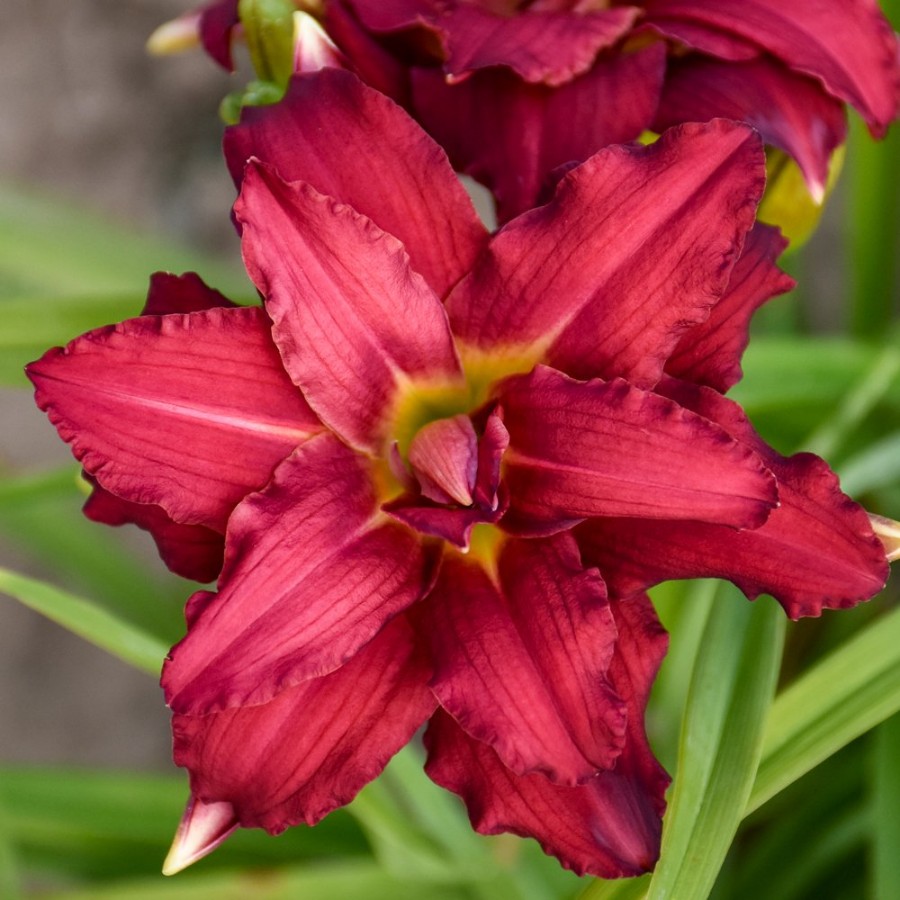 Picture of Double Pardon Me Hemerocallis Plant