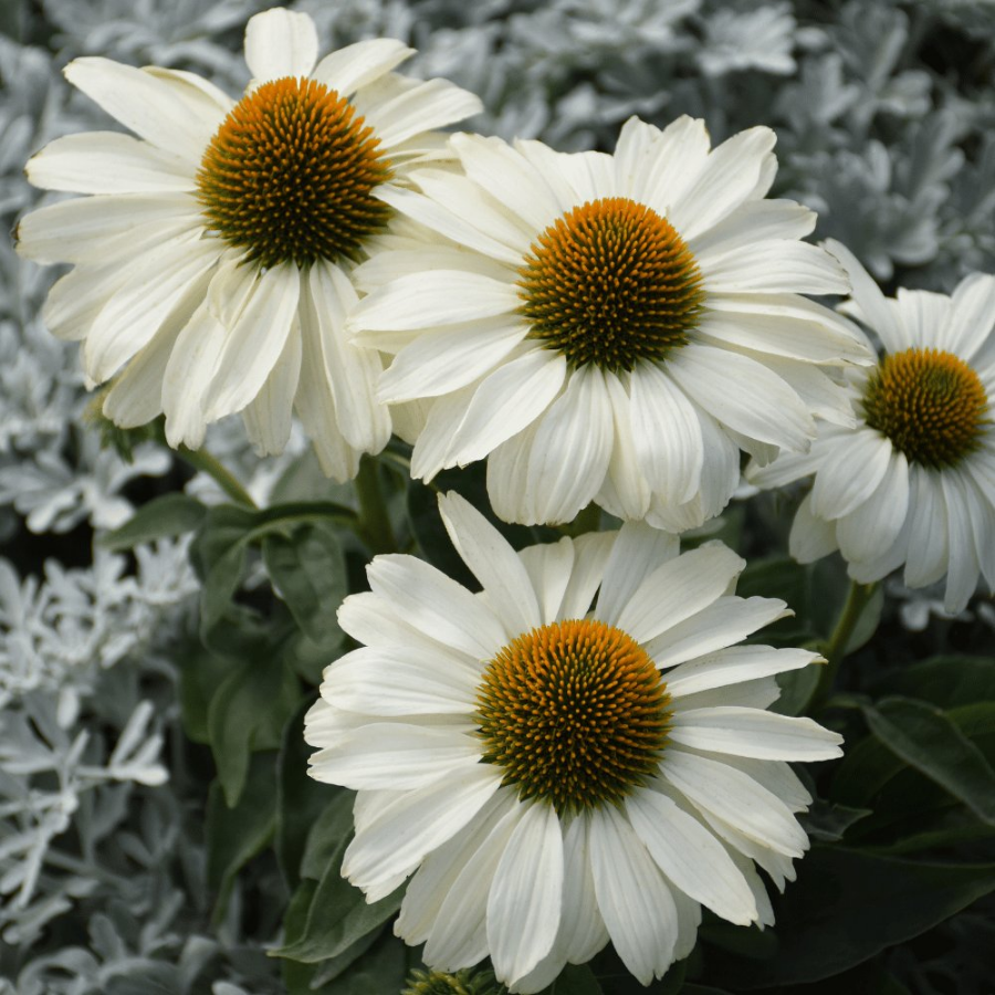 Picture of Color Coded® The Price is White Echinacea Plant