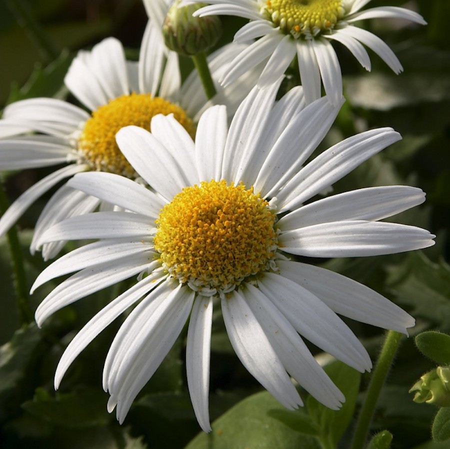 Picture of Angel Daisy™ Leucanthemum Plant