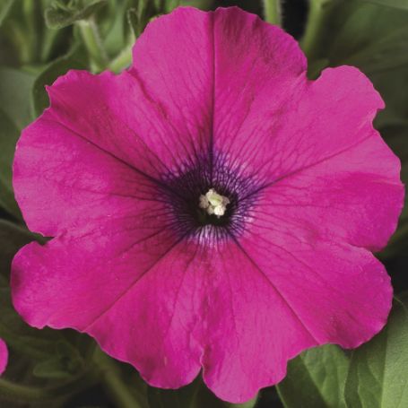 Picture of Sanguna® Lipstick Petunia Plant