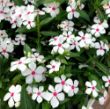 Picture of Soiree® Kawaii White Peppermint Catharanthus Plant