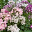 Picture of Twinkle Dwarf Mix Annual Phlox Plant