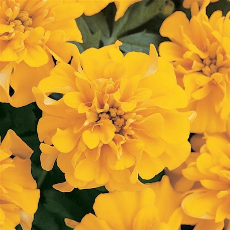 Picture of Bonanza Gold Marigold Plant