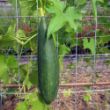 Picture of Luffa Gourd Plant