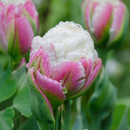 Picture of Ice Cream Tulip Bulb