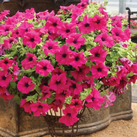 Picture of Surfinia® Trailing Giant Purple Petunia Plant