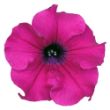 Picture of Surfinia® Trailing Giant Purple Petunia Plant