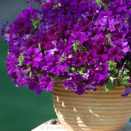 Picture of Surfinia® Trailing Purple Majesty Petunia Plant