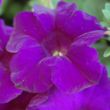 Picture of Surfinia® Trailing Purple Majesty Petunia Plant