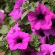 Picture of Surfinia® Trailing Wild Plum Petunia Plant