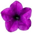 Picture of Surfinia® Trailing Wild Plum Petunia Plant