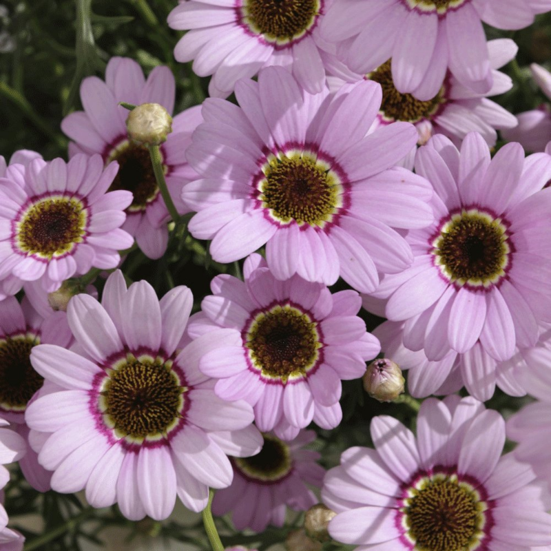 Picture of Grandaisy® Pink Halo Argyranthemum Plant