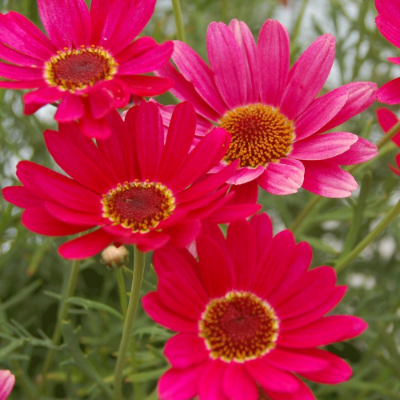 Picture of Grandaisy® Dark Pink Argyranthemum Plant