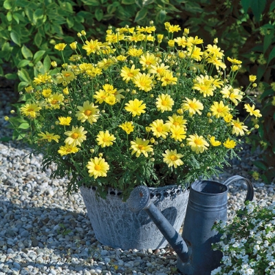 Picture of Grandaisy® Dark Pink Argyranthemum Plant