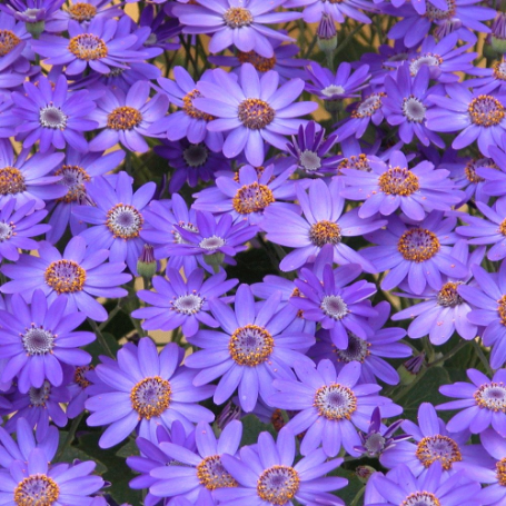 Picture of Senetti® Baby Blue Pericallis Plant