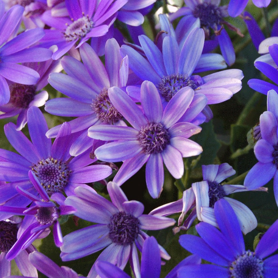 Picture of Senetti® Baby True Blue Pericallis Plant