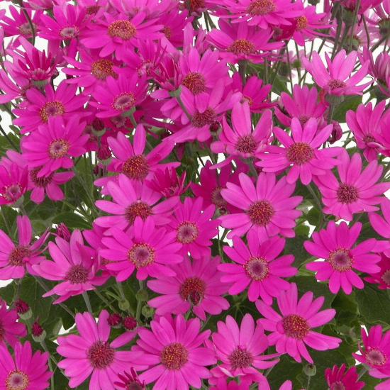 Picture of Senetti® Baby Magenta Pericallis Plant