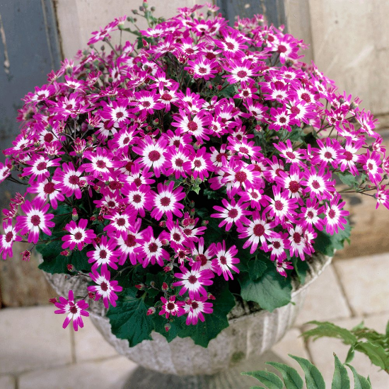 Picture of Senetti® Baby Magenta Bicolor Pericallis Plant