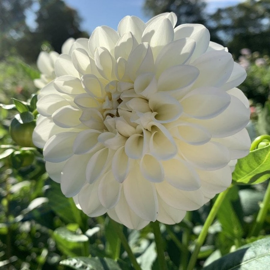 Picture of Boom Boom White Dahlia Plant