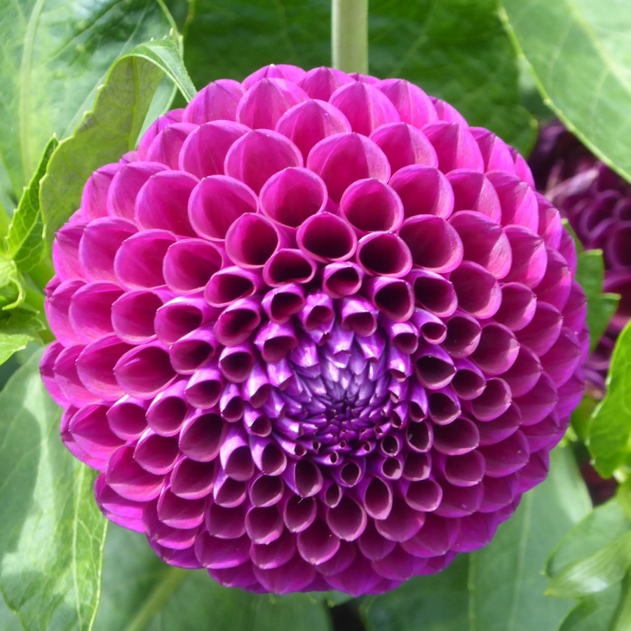 Picture of Franz Kafka Dahlia Plant