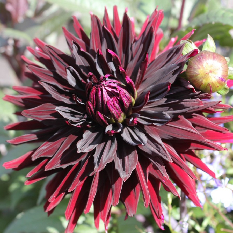 Picture of Black Jack Dahlia Plant